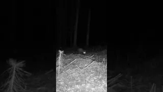 Winter Whispers: Trail Camera Captures Enchanting Fox Encounter #shorts