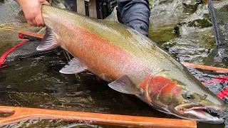 He Caught The BIGGEST STEELHEAD Of His Life! (NEW PB!!)