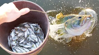 Bucket Of Shad Vs. Hungry Bass!