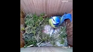 From empty nest to first egg in less than 4 minutes!   BlueTit nest box live camera highlights