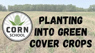 Corn School: Does planting into green cover crops work?