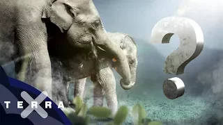 Elefanten retten mit Mittelalter-Idee?  | Sri Lanka