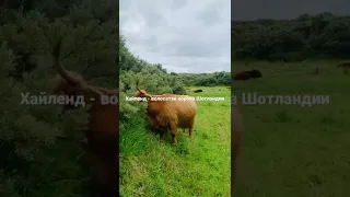 Хайленд - волосатая корова Шотландии