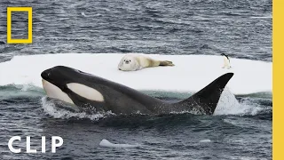 In rare footage, humpback whales attempt to disrupt a killer whale hunt in Antarctica