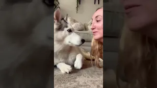 pretend to eat your dog and see their reaction ft husky