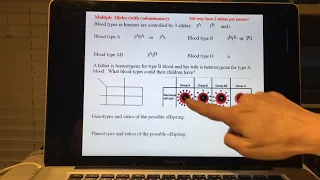 Blood Typing   Codominance with Multiple Alleles