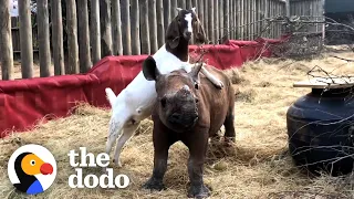 Lonely Baby Rhino Starts Wrestling With A Goat  | The Dodo Odd Couples