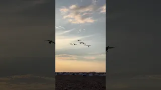 Geese Hunting in normal morning | Goose hunting #hunting #geese