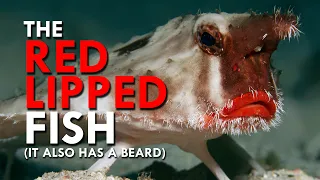 Red-lipped Batfish Have Big Lips And A Beard And I Can’t Handle It