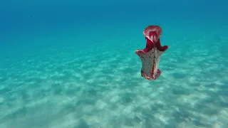 Spanish Dancer Nudibranch