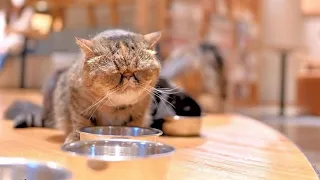 The Biggest Cat Cafe in Japan | MOCHA Lounge Shinjuku Store