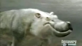 Animal Face Off   Hippopotamus vs Shark