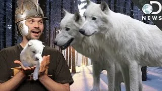 Game Of Thrones Dire Wolves Were Real!