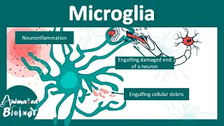 Microglia | Microglia in brain function and disease | USMLE step 1