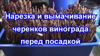 Нарезка и вымачивание черенков винограда перед посадкой