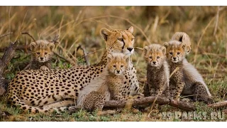 Царство гепардов 5 серия    Cheetah Kingdom