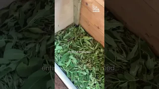 Man Shows Off AMAZING Monarch Butterfly House 🦋