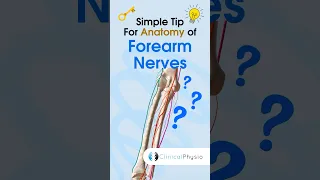 Forearm Nerves #physicaltherapy #physiotheraphy #anatomy