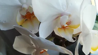 #ФАЛЕНОПСИС#LOVE _SUN. РОСКОШНОЕ ЦВЕТЕНИЕ ПОСЛЕ ВОССТАНОВЛЕНИЯ 😍👍❣️❤️🧡💛🌱#phalaenopsis #orhids#flor