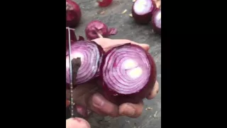 Зачатки фиолетового лука+качество