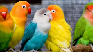 Types And Mutation Of Lovebirds.