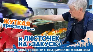 Новости аквариумного магазина с Владимиром Ковалевым(17.05.24) Жуткая пристелла и листочек на закусь