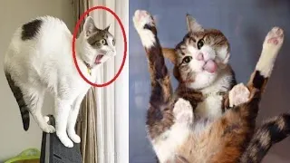 funny cats - cats are so funny you will die laughing - funny cat compilation