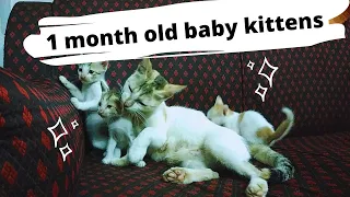 1 month old baby kittens 😍 | 30 day old baby kittens 😍 | Too cute 😍