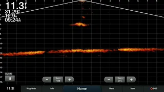 Jigging and fish attack footage on a Garmin Panoptix Livescope! Can you guess the fish species?