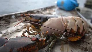 Super RARE Maine Lobster!