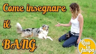 COME INSEGNARE AL CANE IL "BANG" 🐶 - Addestramento Educazione cani n° 11 | Qua la Zampa #CANE #CANI