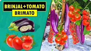 How to grow Tomato and Brinjal on Same Plant | BRIMATO | Tomato Grafting on Eggplant