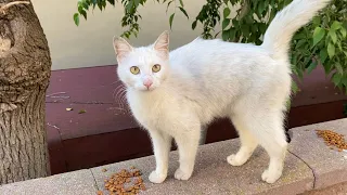 Poor hungry cats living on the street. I gave them food. 😢❤