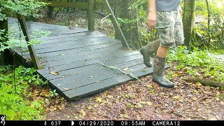 Backyard Trail Camera, Bridge Cam, 36 hours. South Louisiana