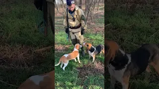 эстонские гончие Варлей и Потешка на охоте. отрабатываем команду "Стоять! "