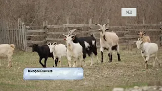 Как козлы управляют баранами (теория стадного движения)
