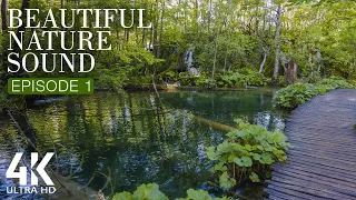 8HRS Soothing Bird Songs and Water Sounds for Relaxation - 4K Beautiful Nature Sounds - Episode #1