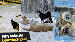 Animal's First Reaction to Snow Compilation