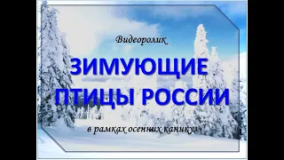 Познавательный видеоролик «Зимующие птицы России»