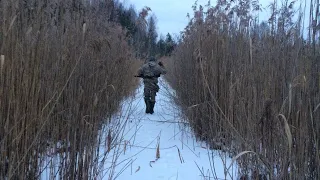 Ходовая охота. За стадом Кабанов. Провалился в болото. Хочется нажать на курок