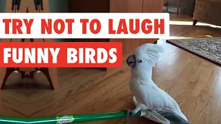 #funnybirds #funnyvideo Try Not To Laugh | Funny Riding Birds Video 2019