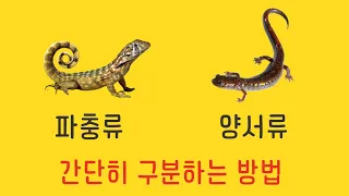 포유류, 파충류, 양서류 쉽게 구분하는 법 (이름의 뜻을 아는게 가장 확실한 방법입니다)