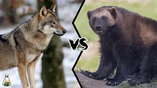 WOLVERINE VS WOLF - Who will win a fight?