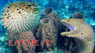Amazing Dramatic Confrontation Moray Eel Vs Porcupine Fish, Octopus - Close up Giant Eel in Deep Sea