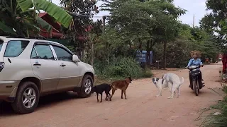 Awesome Sweet Rural Dogs Dog Meeting in Morning