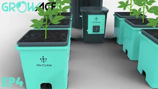 Weeks 1-4 In The AirCube Active Oxygen Ebb and Flow Grow System - AirCube Grow EP4