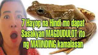 7 Hayop hindi mo dapat Sasaktan MAGDUDULOT ito ng MATINDING kamalasan | APPLE PAGUIO1