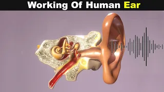 Working Of Human Ear | Structure And Function(Urdu/Hindi)