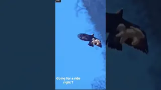 eagle takes dog