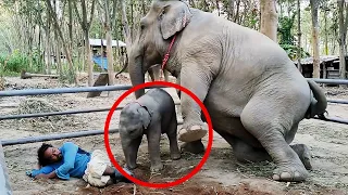 Baby Elefant wollte nur spielen ... dann kam die Mutter!